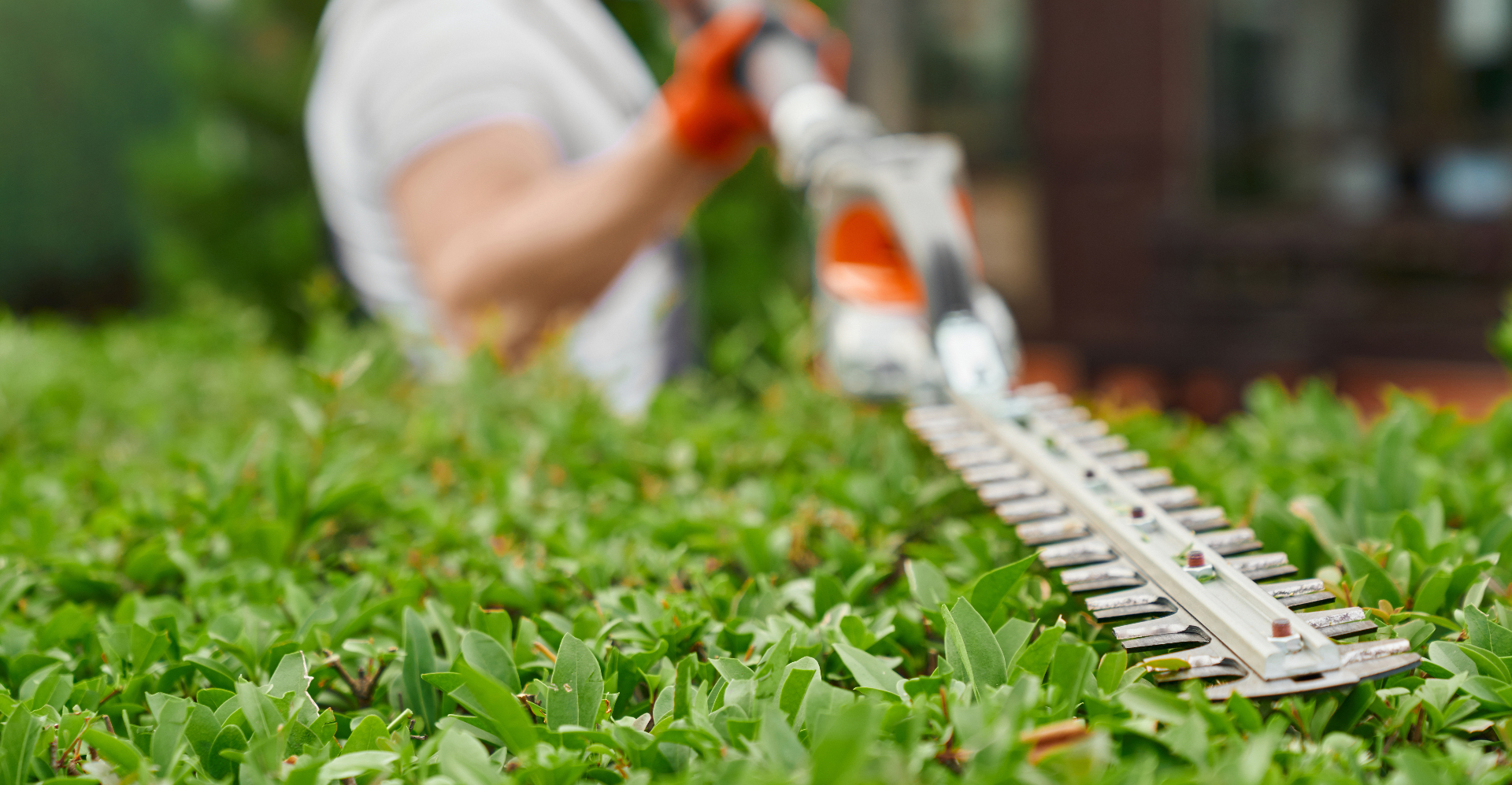 Tuinman snoeit een haag met elektrische heggenschaar van dichtbij